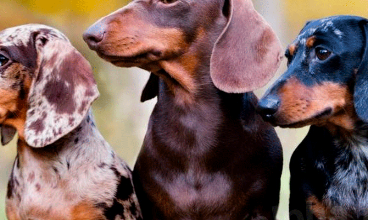 ¿Por qué mi perro ladra? ¿Por qué mi perro ladra?